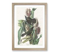 Common Crow Blackbird by John James Audubon Framed Print | A2 Oak Framed Wall Art | Ready to Hang | Modern Animal Picture | Living Room Bedroom Lounge Office