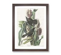 Common Crow Blackbird By John James Audubon Vintage Framed Print | A3 Walnut Framed Wall Art | Ready to Hang | Classic Animal Picture | Living Room Bedroom Lounge Office