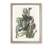 Common Crow Blackbird By John James Audubon Vintage Framed Wall Art Print, Ready to Hang Picture for Living Room Bedroom Home Office Décor, Oak A4 (34 x 25 cm)