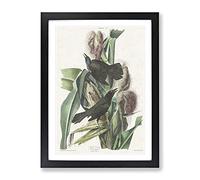 Common Crow Blackbird By John James Audubon Vintage Framed Wall Art Print, Ready to Hang Picture for Living Room Bedroom Home Office Décor, Black A3 (34 x 46 cm)