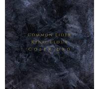 Common Eider - Palimpseste