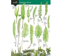 Common Ferns (WildID)