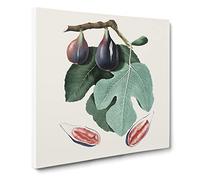 Common Fig Tree by Giorgio Gallesio Canvas Print | Gallery Wrapped 30mm Frame Wall Art | 20x20 inches | Ready to Hang | Modern Landscape Picture | Living Room Bedroom Lounge Office