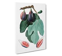 Common Fig Tree by Giorgio Gallesio Canvas Print | Gallery Wrapped 30mm Frame Wall Art | 30x20 inches | Ready to Hang | Modern Landscape Picture | Living Room Bedroom Lounge Office