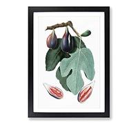 Common Fig Tree by Giorgio Gallesio Framed Print | A2 Black Framed Wall Art | Ready to Hang | Modern Floral Picture | Living Room Bedroom Lounge Office