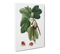 Common Figs By Giorgio Gallesio Canvas Print | Gallery Wrapped 30mm Frame Wall Art | 24x16 inches | Ready to Hang | Retro Picture | Living Room Bedroom Lounge Office
