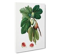 Common Figs by Giorgio Gallesio Canvas Print | Gallery Wrapped 30mm Frame Wall Art | 30x20 inches | Ready to Hang | Modern Picture | Living Room Bedroom Lounge Office