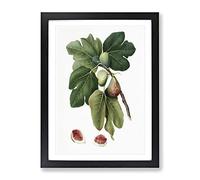 Common Figs By Giorgio Gallesio Vintage Framed Print | A3 Black Framed Wall Art | Ready to Hang | Classic Nature Picture | Living Room Bedroom Lounge Office