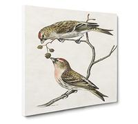 Common Linnet Birds by Von Wright Canvas Print | Gallery Wrapped 30mm Frame Wall Art | 20x20 inches | Ready to Hang | Modern Bird Picture | Living Room Bedroom Lounge Office