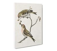 Common Linnet Birds By Von Wright Canvas Print | Gallery Wrapped 30mm Frame Wall Art | 24x16 inches | Ready to Hang | Retro Bird Picture | Living Room Bedroom Lounge Office