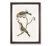 Common Linnet Birds by Von Wright Framed Print | A2 Walnut Framed Wall Art | Ready to Hang | Modern Nature Picture | Living Room Bedroom Lounge Office