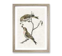Common Linnet Birds By Von Wright Vintage Framed Print | A2 Oak Framed Wall Art | Ready to Hang | Classic Nature Picture | Living Room Bedroom Lounge Office