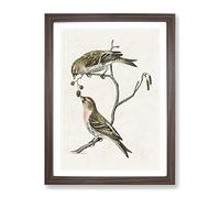 Common Linnet Birds By Von Wright Vintage Framed Print | A4 Walnut Framed Wall Art | Ready to Hang | Classic Nature Picture | Living Room Bedroom Lounge Office
