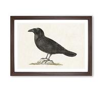 Common Raven by Von Wright Framed Print | A2 Walnut Framed Wall Art | Ready to Hang | Modern Animal Picture | Living Room Bedroom Lounge Office