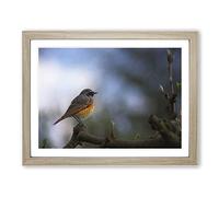 Common Redstart Bird Modern Framed Wall Art Print, Ready to Hang Picture for Living Room Bedroom Home Office Décor, Oak A2 (64 x 46 cm)