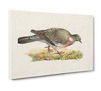 Common Wood Pigeon by Von Wright Canvas Print | Gallery Wrapped 30mm Frame Wall Art | 30x20 inches | Ready to Hang | Modern Landscape Picture | Living Room Bedroom Lounge Office
