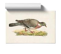Common Wood Pigeon by Von Wright Design | Unframed Wall Art Print | Ready to Frame Poster | Modern Home Decor Picture | Artwork for Living Room, Bedroom, Kitchen or Office | A4 (21x29.7 cm)
