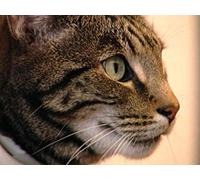 Communicating in Cat