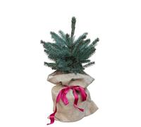 Compact Pine Trees, Live Potted Blue Spruce Trees, 2 x Full Plants in 3 Litre Pots, 40-50cm Tall, Pine Tree, Tabletop, Premium Quality Plants (2)
