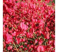 Compactus Winged Spindle Fire Bush Shrub Plant Euonymus Alatus 2L Pot Plant Theory Green One Size