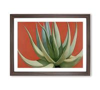Compelling Aloe Vera Plant H1022 Framed Print for Living Room Bedroom Home Office Décor, Wall Art Picture Ready to Hang, Walnut A4 Frame (34 x 25 cm)