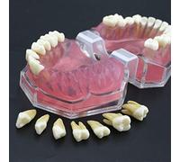 Complete Dental Teeth Model with 28Pcs Removable Teeth and Soft Gum Standard Typodont for Medical Science Dental Disease Teaching Study