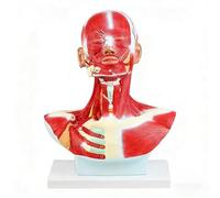 Complete Human Head and Neck Anatomy Model with Superficial Muscles, Life Size Anatomical Head Model Skull Neurovascular Structures for Surgeons, Demonstration Skill Educational Model.