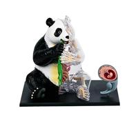 Complete Panda Anatomy Dissection Model Body Structure Model for Teaching Animal Science and Veterinary Studies Panda Dissection