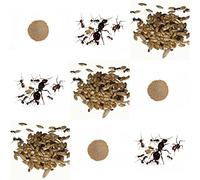Complete replacement kit for sand ant farm