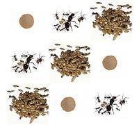 Complete replacement kit for Sand Ant Farm - Live ants colony with queen, workers, eggs and larvae.