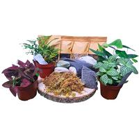 Complete Terrarium Starter Kit with Live Plants, Bioactive Substrate, Peat Soil, Gravel, Sphagnum Moss, Decorative Rocks, 4 Assorted Plants