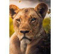 Composition Notebook: African Lion / Lioness Cover Photo: 120 College Ruled Lined Pages Notebook 8.5x11 Inches