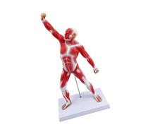 Comprehensive Human Body Anatomy Muscle Structure Model 50CM Size Suitable for Teaching Training and Personals Learning Clinical Teaching Model