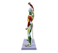 Comprehensive Human Body Anatomy Muscle Structure Model 50CM Size Suitable for Teaching Training and Personals Learning Muscle Structure Model