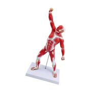 Comprehensive Human Body Anatomy Muscle Structure Model 50CM Size Suitable for Teaching Training and Personals Learning Muscle Structure Model