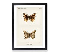 Compton Tortoiseshell Butterfly by S.F. Denton Framed Print | A2 Black Framed Wall Art | Ready to Hang | Modern Animal Picture | Living Room Bedroom Lounge Office