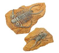 COMPUKAS 2Pcs Decorative Fossil Ornaments for Reptile Box Realistic Trilobite Design for Pet Habitat Decor Durable Safe for Turtles Frogs Lizards