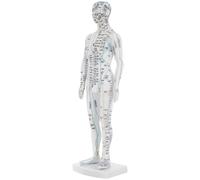 COMPUKAS Human Acupuncture Model Male Full Body Meridian Pressure Point Display Mannequin for Traditional Chinese Medicine Teaching and Laboratory Use