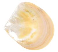 COMPUKAS Shell Serving Plate for Food Serving and Seasoning Made from Natural Shell Material, Easy to Clean Creative and Delicate Design for Christmas and Housewarming