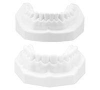 COMPUKAS Standard Dental Tooth Model for Teaching and Study, White Corundum Material, Simple to Use, for School and Home Use, Human Teeth Demonstration Model for Oral Hygiene Education