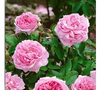 'Comte de Chambord' - Old Fashioned Shrub Rose - Fragrant Pink Flowers - 3 Litre Potted Rose