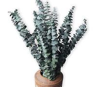 Comtelek 10 Pack Natural Dried Eucalyptus Bundle,17 inch/45cm Preserved Fresh Branches Greenery Plants Aromatherapy to Your Shower,Also Flower Arrangets Wedding Home Decor, Dark Green