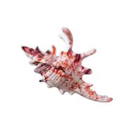 Conch Shaped Hair Claw Clip Secure Clasp Acrylic Accessory for Parties Workouts Event Claw Clip for Sports