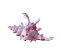 Conch Shaped Hair Clip Secure Clasp Acrylic Accessory for Parties Workouts Event Acrylic Clip