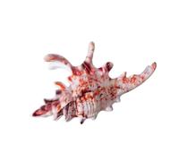 Conch Shaped Hair Clip Secure Clasp Acrylic Accessory for Parties Workouts Event Elegant Women