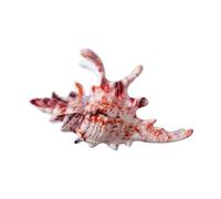 Conch Shaped Hair Clip Secure Clasp Acrylic Accessory for Parties Workouts Event Fashionable Conch Clip Jewelry