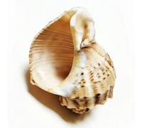 Conch Shell Decor,1Pcs Big Stone Seashell Large Natural Turbo Shells Hermit Crab Shell Conch Crafts Specimen Collections 10-12cm