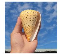 conch shell, Yellow Conch, 8~12Cm Ocean Perfect for Theme Party, Home Decorations, Fish Tank(11~12cm)