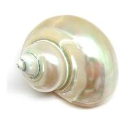 Conch Shells for Decoration,1Pcs 9-11cm Large Polished Turbo Shells Bright White Hermit Crab Seashells Aquarium Original Sea Home Decoration Natural Crafts