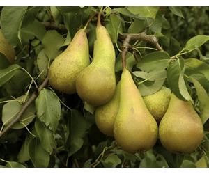 Conference Pear Fruit Tree 100-120Cm Bare Root Tree By Direct Plants